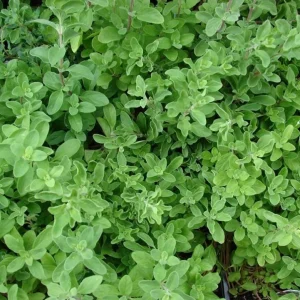 Sweet Marjoram Live Plant Set – 3 Starter Plants, 2-6