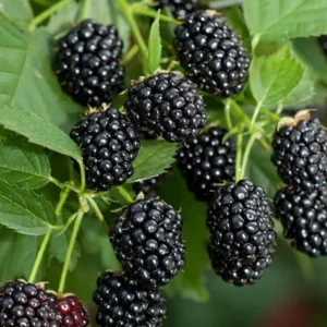 Sweetie Pie Thornless Blackberry Plants - Live Starter - 2 Pack - Heat Tolerant - Image 4