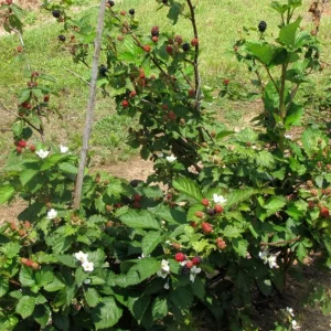 Sweetie Pie Thornless Blackberry Plants - Live Starter - 2 Pack - Heat Tolerant - Image 7