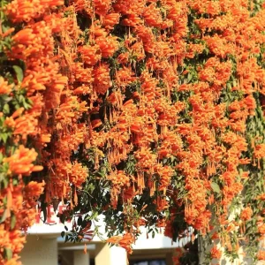 Tangerine Beauty Crossvine Live Plant - 2 Pack, 4-6