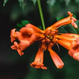Tangerine Beauty Crossvine Live Plant - 2 Pack, 4-6" Tall, Orange-Red Flowers, Vigorous Climber, Outdoor - Image 2