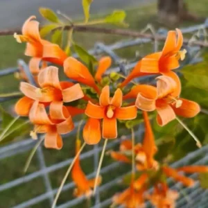 Tangerine Beauty Crossvine Live Plant - 2 Pack, 4-6
