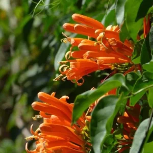 Tangerine Beauty Crossvine Live Plant - 2 Pack, 4-6