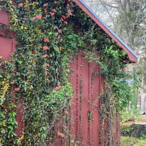 Tangerine Beauty Crossvine Live Plant 3 Pack - 5-9