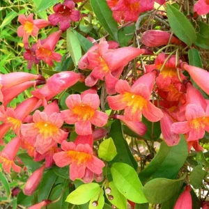 Tangerine Beauty Crossvine Live Plant 3 Pack - 5-9" Tall Orange Trumpet Flower Vine - Image 2