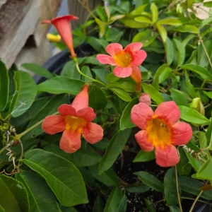 Tangerine Beauty Crossvine Live Plant 3 Pack - 5-9
