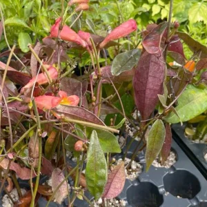 Tangerine Beauty Crossvine Live Plant 3 Pack - 5-9