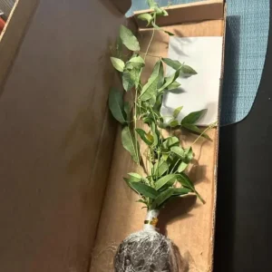 Tangerine Beauty Crossvine Live Plant 3 Pack - 5-9