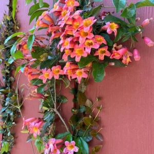 Tangerine Beauty Crossvine Live Plant 3 Pack - 5-9