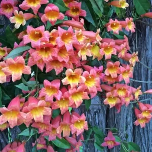 Tangerine Beauty Crossvine Live Plant 3 Pack - 5-9