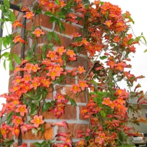 Tangerine Beauty Crossvine Live Plant 3 Pack - 5-9