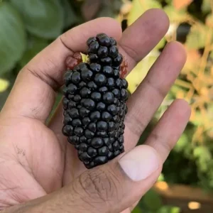 Thornless Blackberry Live Plants - 2 Pack, Primocane Fruiting, Large Sweet Fruit, 4-6 inch Starters - Image 4