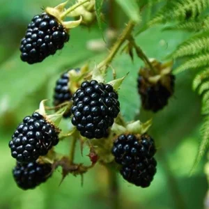 Thornless Blackberry Live Plants - 2 Pack, Primocane Fruiting, Large Sweet Fruit, 4-6 inch Starters - Image 5