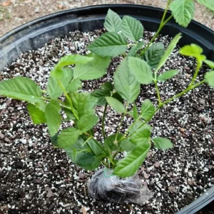 Thornless Blackberry Live Plants - 2 Pack, Primocane Fruiting, Large Sweet Fruit, 4-6 inch Starters - Image 7