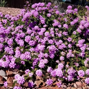 Trailing Lavender Lantana Live Plant – 4-6 inches Tall – Colorful Long-Blooming Perennial for Outdoor Gardens - Image 6