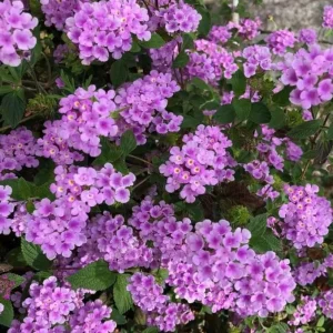 Trailing Lavender Lantana Live Plant – 4-6" Tall – Colorful Long-Blooming Perennial - Image 2