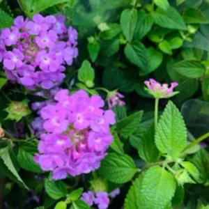 Trailing Lavender Lantana Live Plant – 4-6