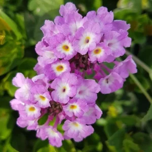 Trailing Lavender Lantana Live Plant – 4-6" Tall – Colorful Long-Blooming Perennial - Image 1