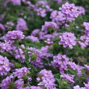 Trailing Lavender Lantana Live Plant Set – 3 Plants, 4-6" Tall, Rooted in Soil – Hardy Perennial - Image 2