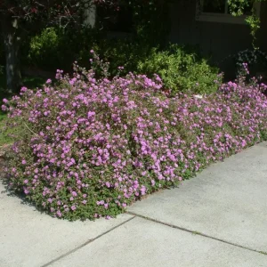 Trailing Lavender Lantana Live Plant Set – 3 Plants, 4-6