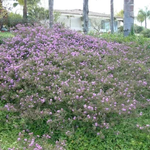 Trailing Lavender Lantana Live Plant Set – 3 Plants, 4-6