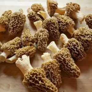 True Morel Mushroom Spores & Mycelium - Edible Fungi Spawn for Cultivation - Image 2
