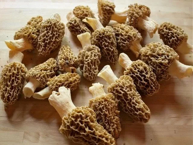 True Morel Mushroom Spores & Mycelium - Edible Fungi Spawn for Cultivation - Image 2