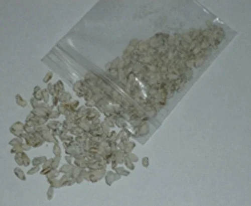 True Morel Mushroom Spores & Mycelium - Edible Fungi Spawn for Cultivation - Image 3