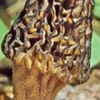 True Morel Mushroom Spores & Mycelium - Edible Fungi Spawn for Cultivation - Image 1