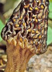 True Morel Mushroom Spores & Mycelium - Edible Fungi Spawn for Cultivation - Image 1