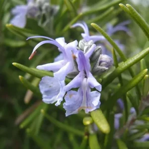 Tuscan Blue Rosemary Live Plants – Set of 3, 4-6" Tall – Pollinator Friendly Outdoor Herb - Image 2