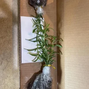 Tuscan Blue Rosemary Live Plants – Set of 3, 4-6