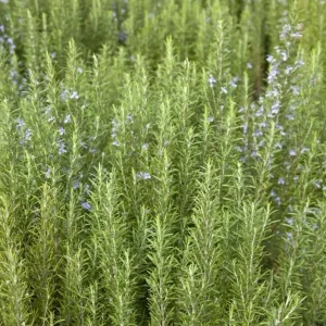 Tuscan Blue Rosemary Live Plants – Set of 3, 4-6