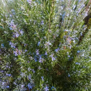 Tuscan Blue Rosemary Live Plants – Set of 3, 4-6" Tall – Pollinator Friendly Outdoor Herb - Image 1