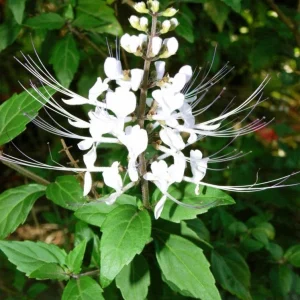 White Cat Whiskers Live Plant – 2 Starters, 4-6" Tall, Tropical Ornamental - Image 2