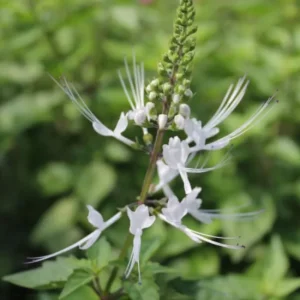 White Cat Whiskers Live Plant – 2 Starters, 4-6