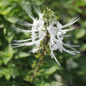 White Cat Whiskers Live Plant – 2 Starters, 4-6