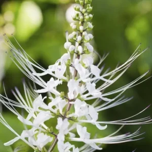 White Cat Whiskers Live Plant – 2 Starters, 4-6