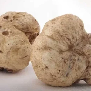 White Oregon Truffle Mushroom Spores Mycelium - Tuber oregonense Spawn on Dry Seeds - Outdoor Truffle Cultivation - Image 1