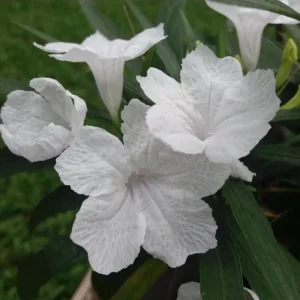White Ruellia Live Plant Set – 3-6" Tall Starter Plants (Set of 3) – Outdoor Flowering Perennial - Image 2