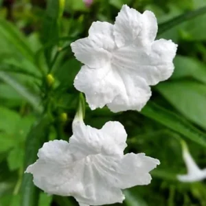 White Ruellia Live Plant Set – 3-6