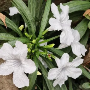 White Ruellia Live Plant Set – 3-6