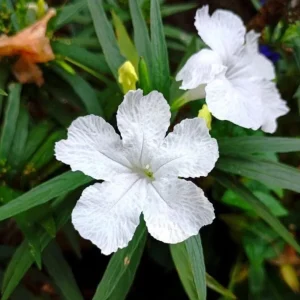 White Ruellia Live Plant Set – 3-6" Tall Starter Plants (Set of 3) – Outdoor Flowering Perennial - Image 1