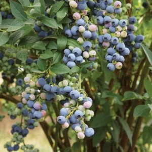 Windsor Blueberry Live Plant - Southern Highbush - 4-6 inch Tall Starter Bush - Image 1