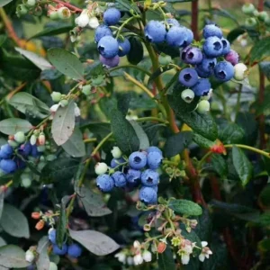 Windsor Blueberry Live Plant - Southern Highbush - 4-6 inch Tall Starter Bush - Image 4