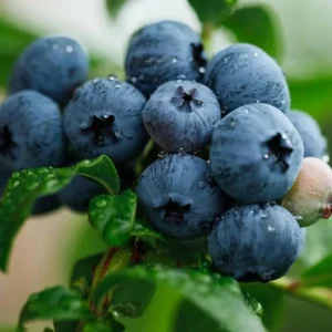 Windsor Blueberry Live Plant - Southern Highbush - 4-6 inch Tall Starter Bush - Image 6