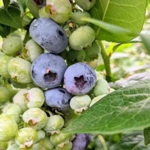 Windsor Blueberry Live Plants - Southern Highbush - 2-Pack, 4-6