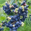 Windsor Blueberry Live Plants - Southern Highbush - 2-Pack, 4-6" Tall, Bare Root, Outdoor - Image 1