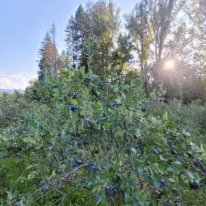 Windsor Blueberry Live Plants - Southern Highbush - 2-Pack, 4-6