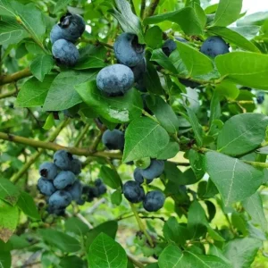 Windsor Blueberry Live Plants - Southern Highbush - 2-Pack, 4-6